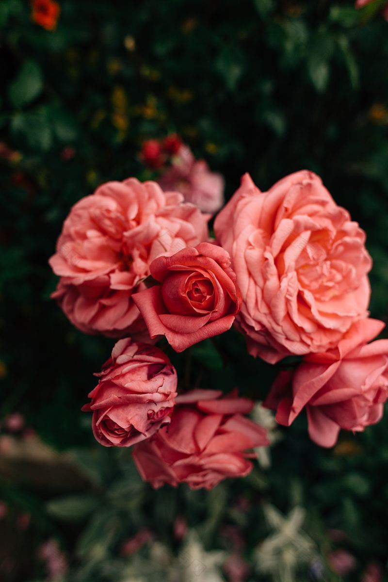 婚礼装饰粉红色玫瑰