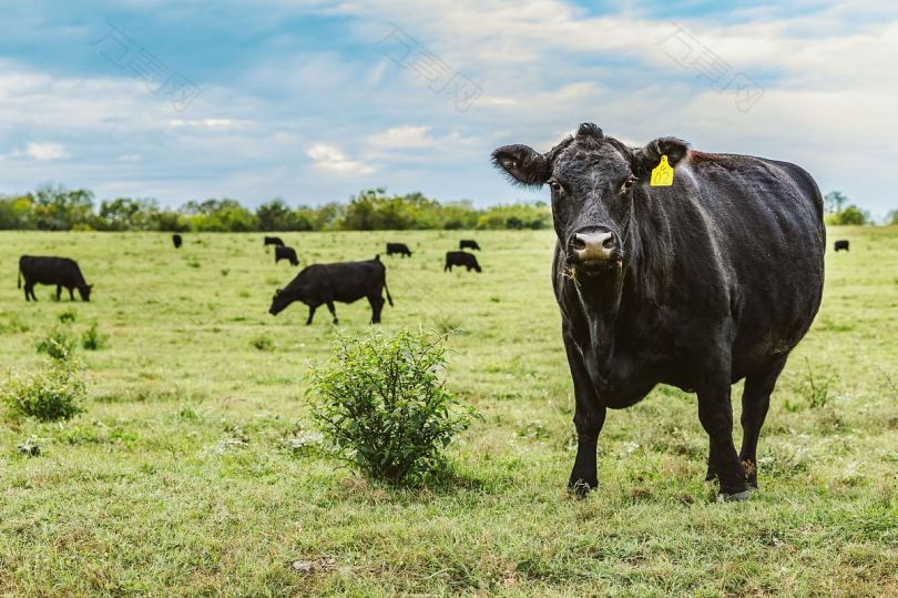 田纳西州农场上的奶牛