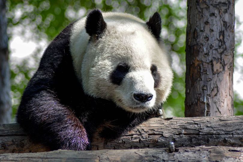中国动物园里疲惫的熊猫