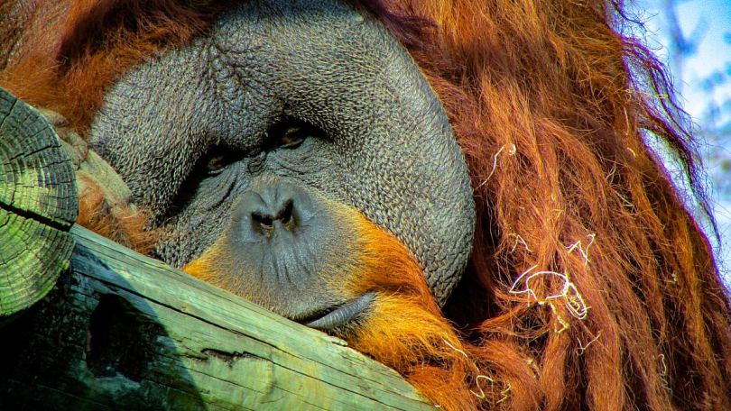 Orangutan思想