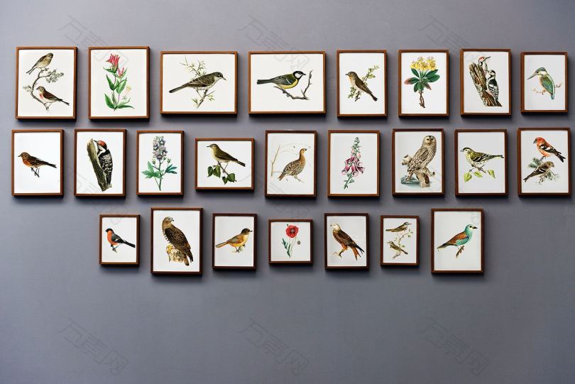 图片画框艺术与鸟类高清