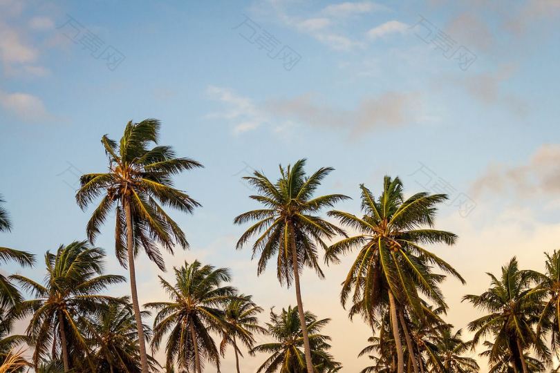夏季棕榈树天堂