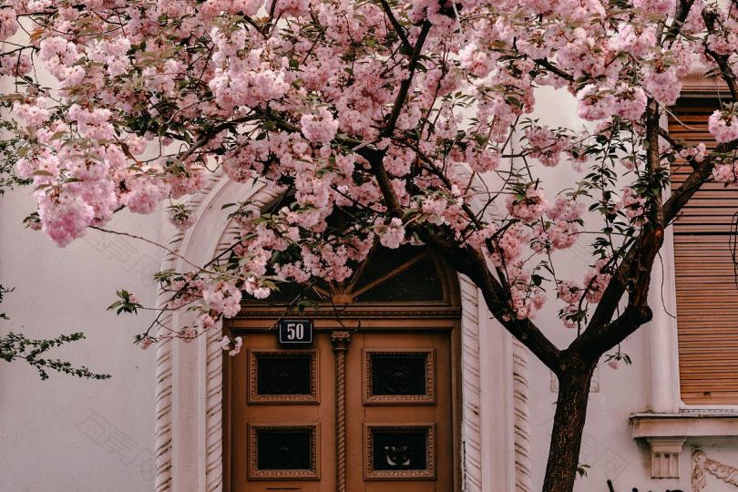 房子前的樱桃树樱花