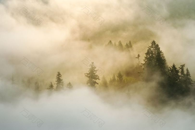 浓雾中的树梢
