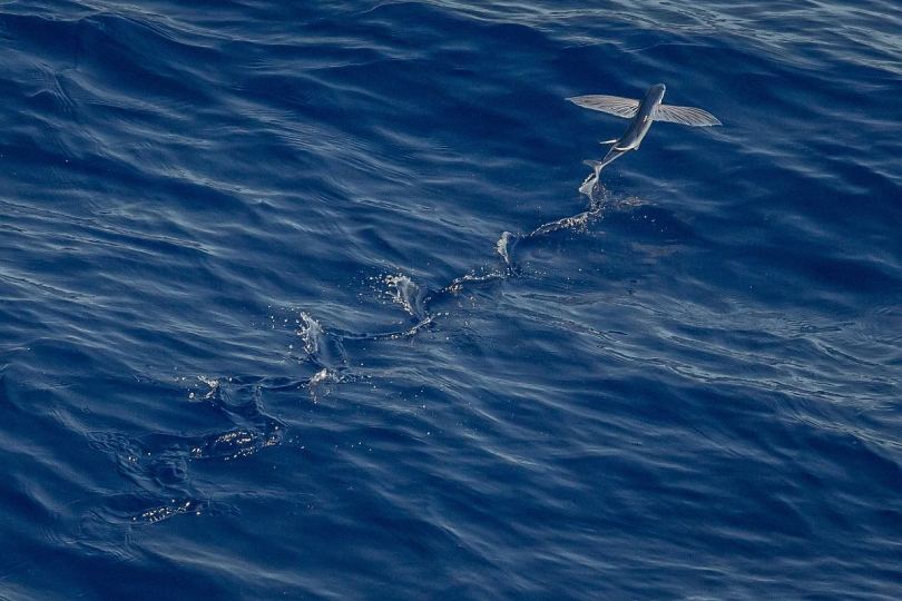 水鱼海及飞鱼