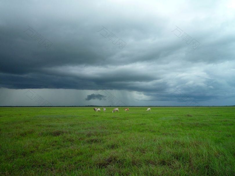 田野牧场奶牛和草地