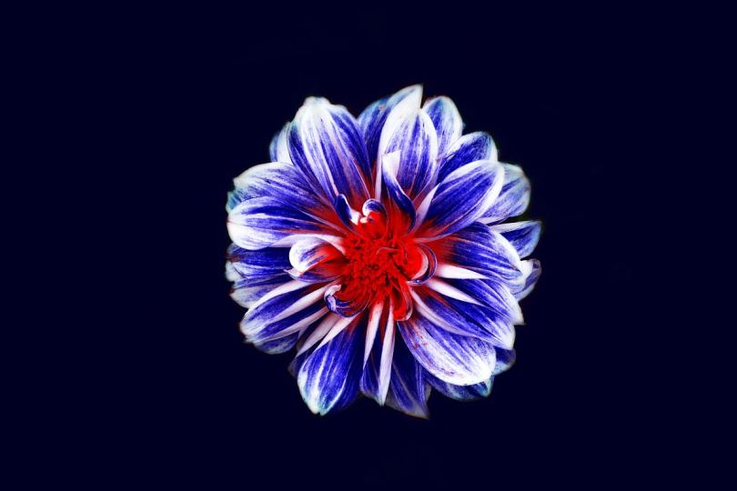 最小红蓝花