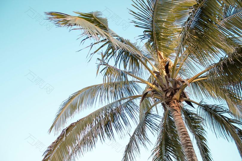 棕榈树夏日蓝天和自然