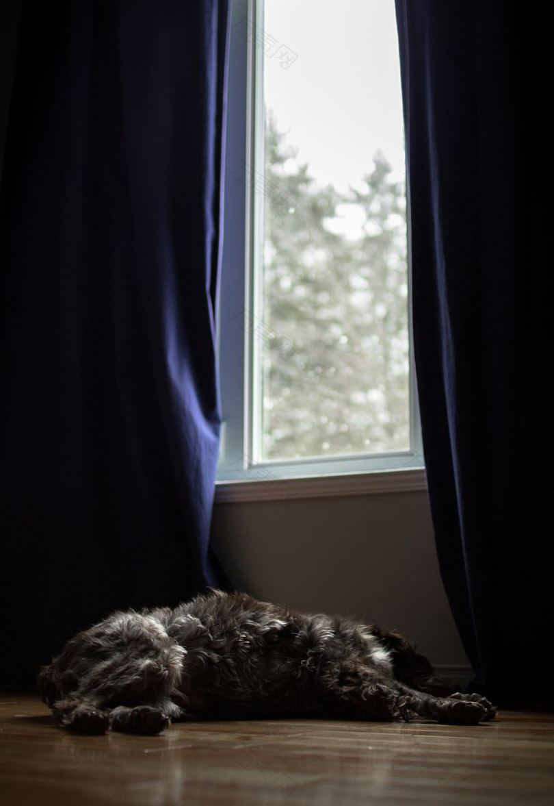 狗窗帘和窗户