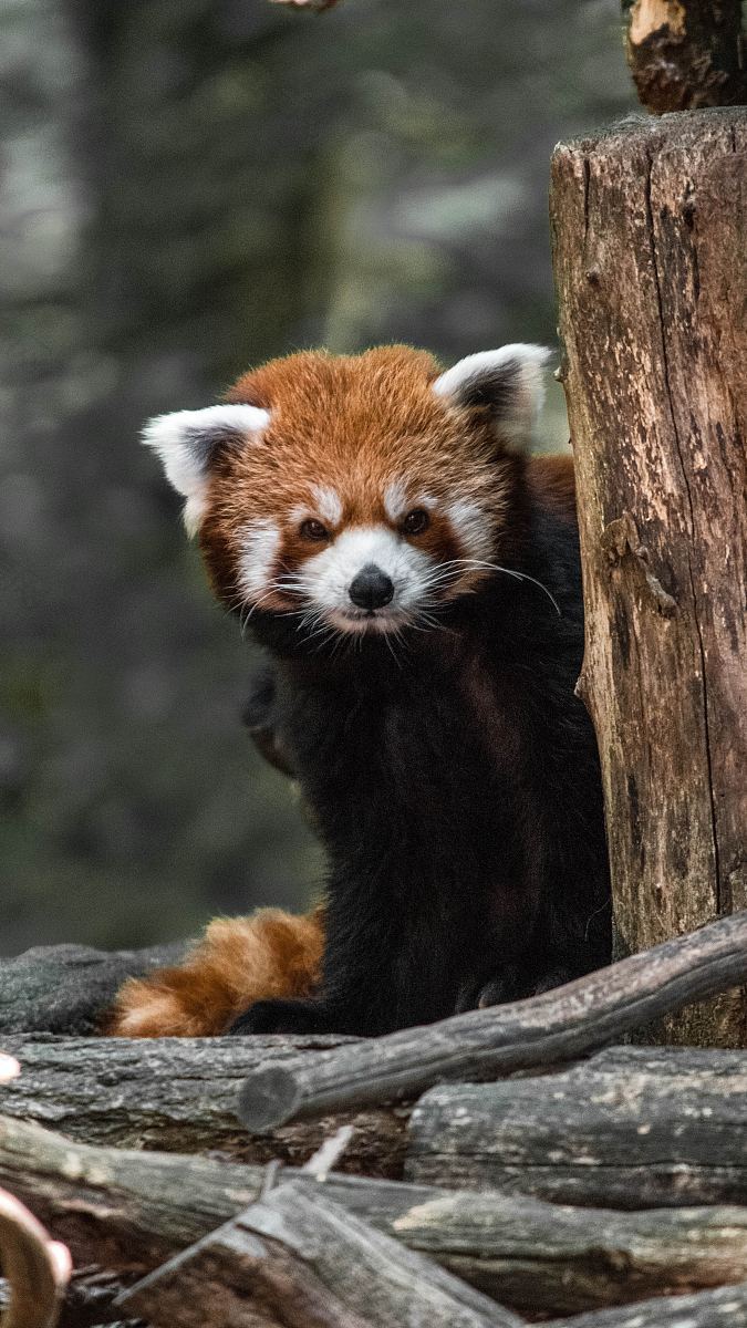 红熊猫动物林地和森林