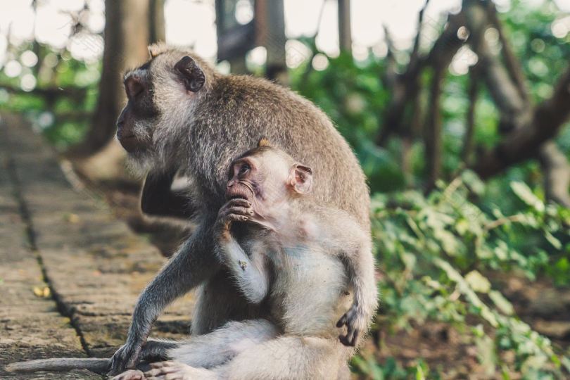 猴子妈妈和儿子在猴子森林里乌布