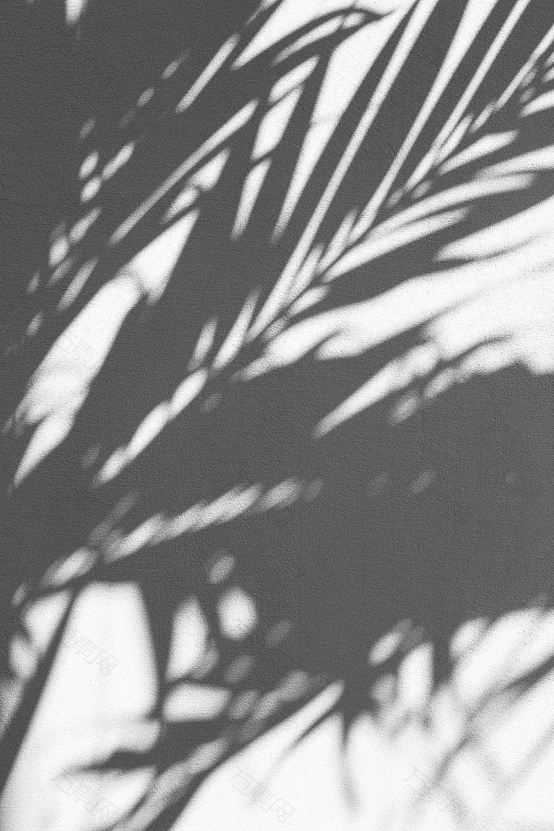 棕榈树影