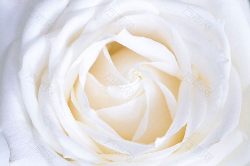 艳丽的白玫瑰