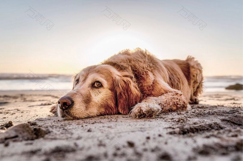狗沙滩金退房和动物房