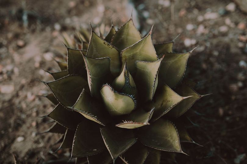 沙漠植物