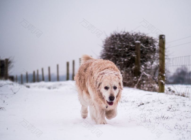 狗遛狗冬雪高清