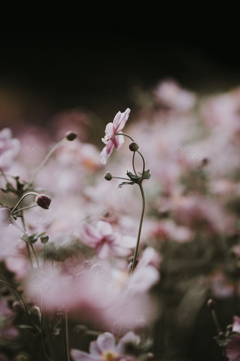 淡粉色海葵花