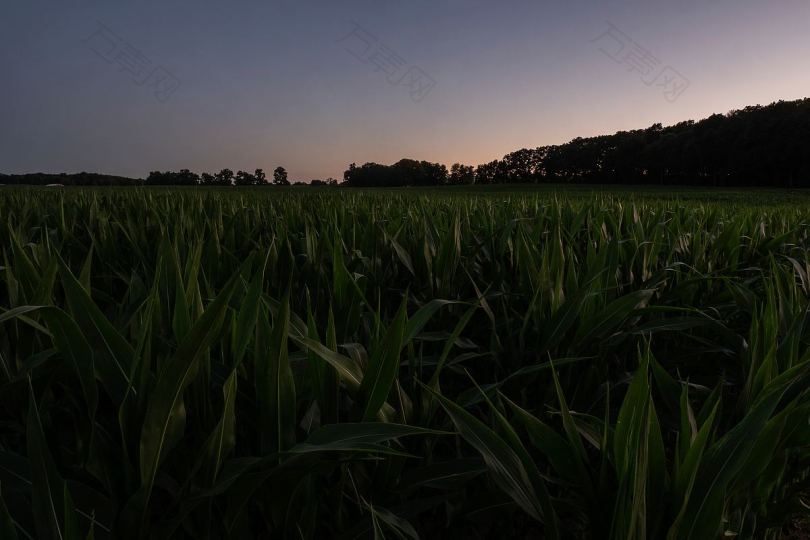 农田玉米农业和生长