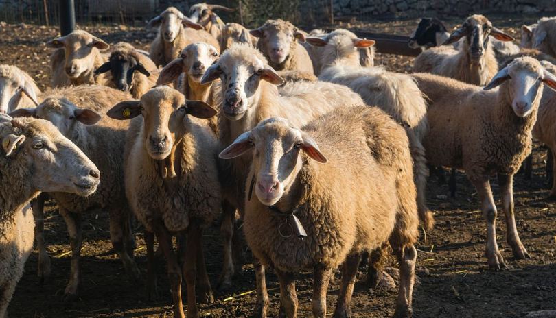 绵羊动物哺乳动物和畜群