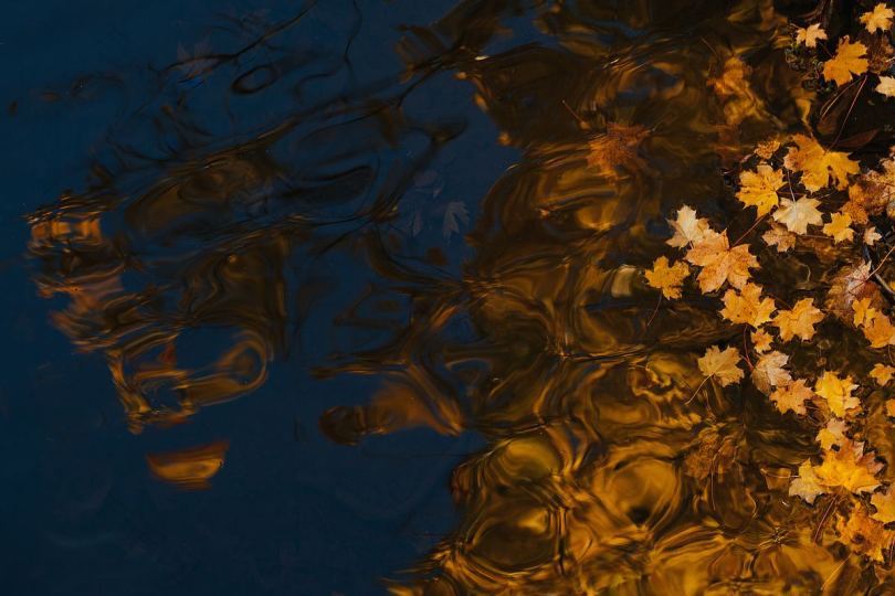 水叶枫叶和浮子