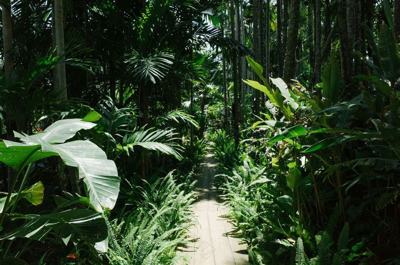 绿色热带雨林植物和人行道