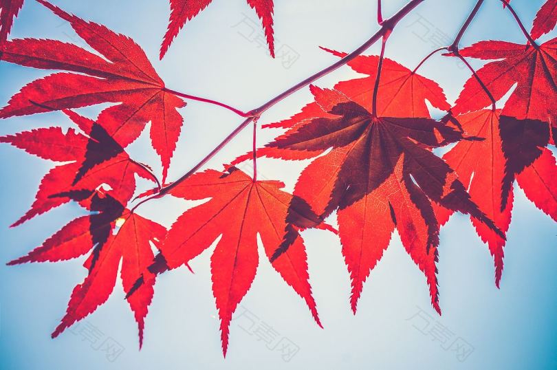 秋天红色枫树和秋天