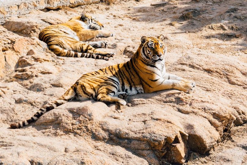 老虎夫妇在岩石上休息