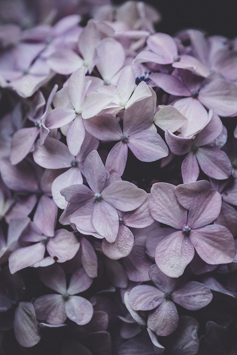 淡紫色绣球花