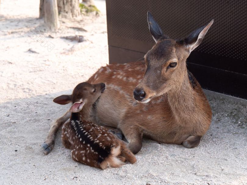 一只小鹿和它的妈妈