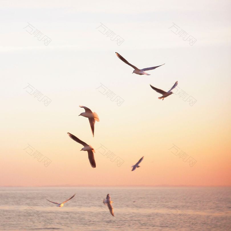 鸟类和自由