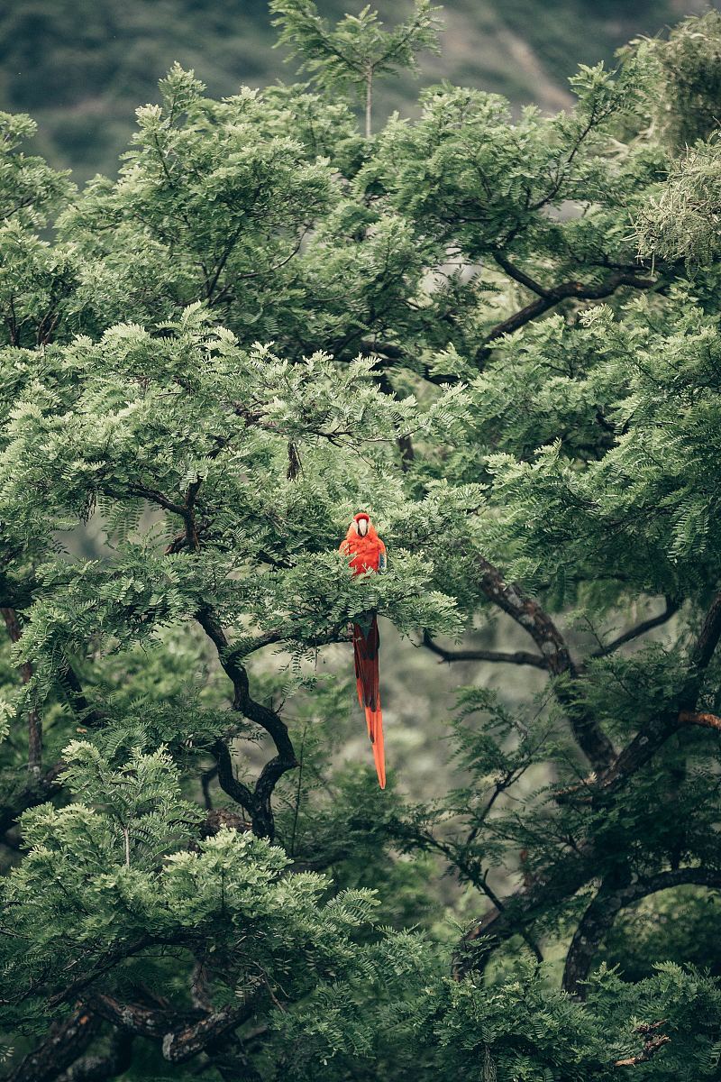 鸟树鹦鹉和红色