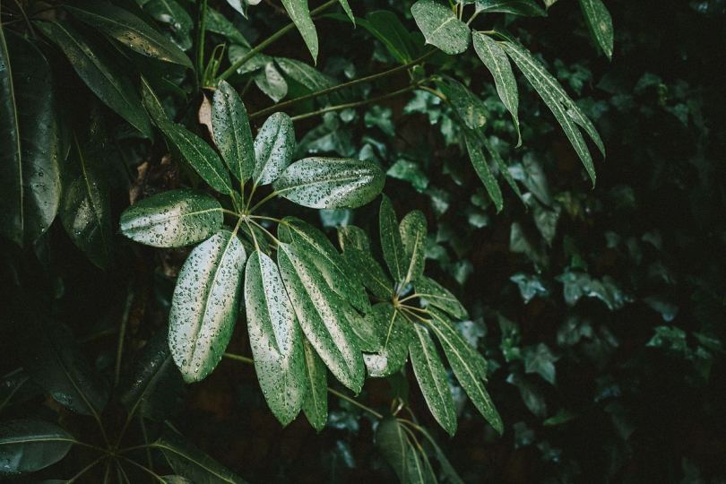 雨滴雨水植物和树叶