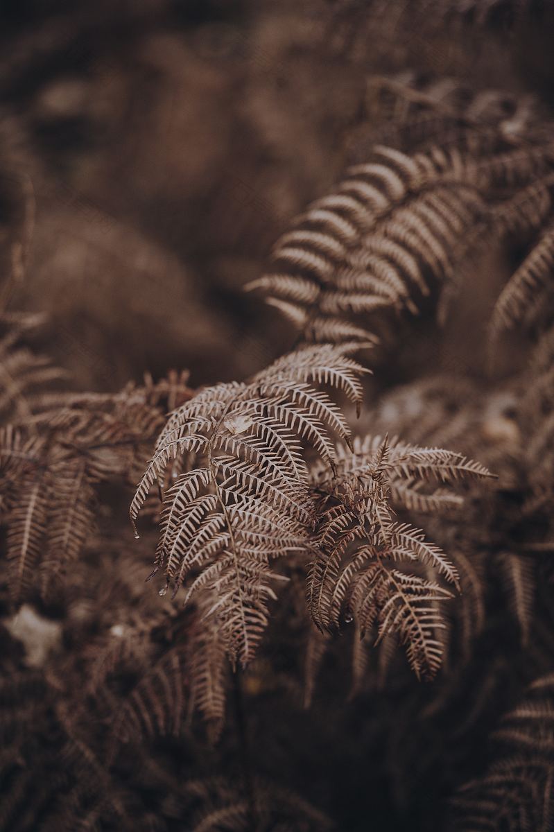 <植>羊齿植物蕨类植物