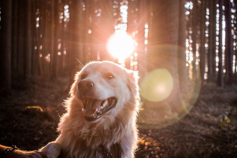 日落时森林中的狗
