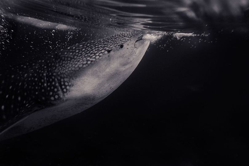 鱼类鲨鱼水下和气泡