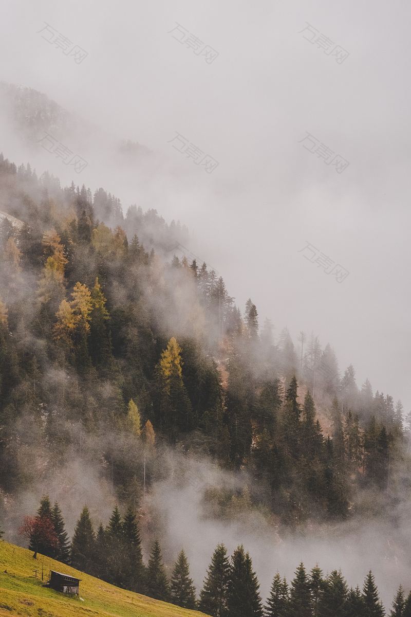 秋天秋天的颜色雾蒙蒙的树