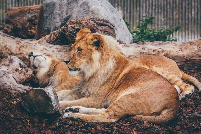 一对狮子夫妇在动物园里休息