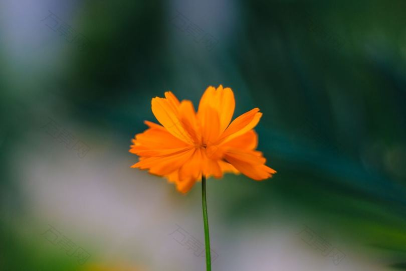 一朵橙色小花