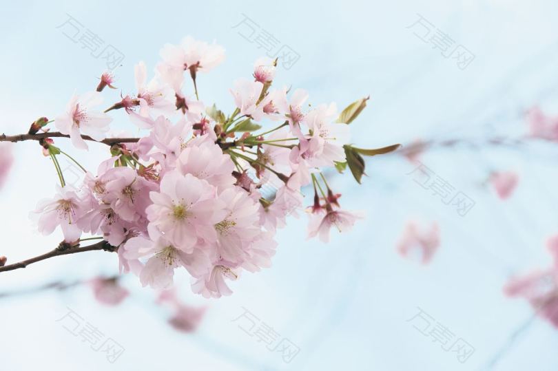 春花樱桃粉色