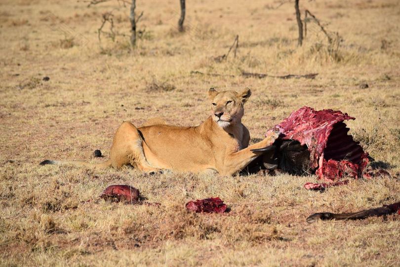 母狮保护她在肯尼亚的午餐