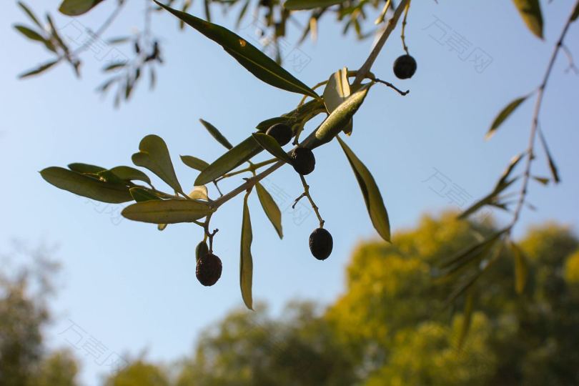 蓝天树橄榄树和生活