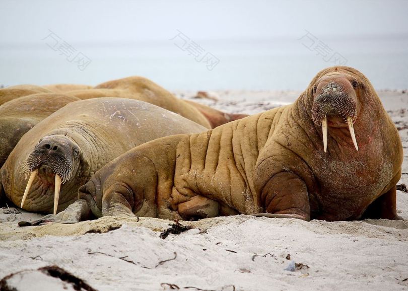 海狮动物野生动物及海岸