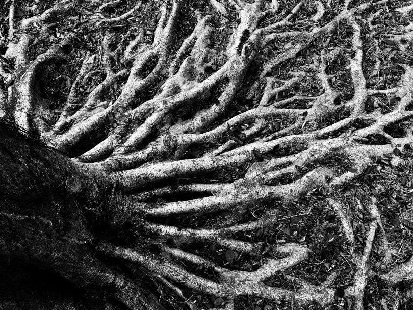 黑白树根和树