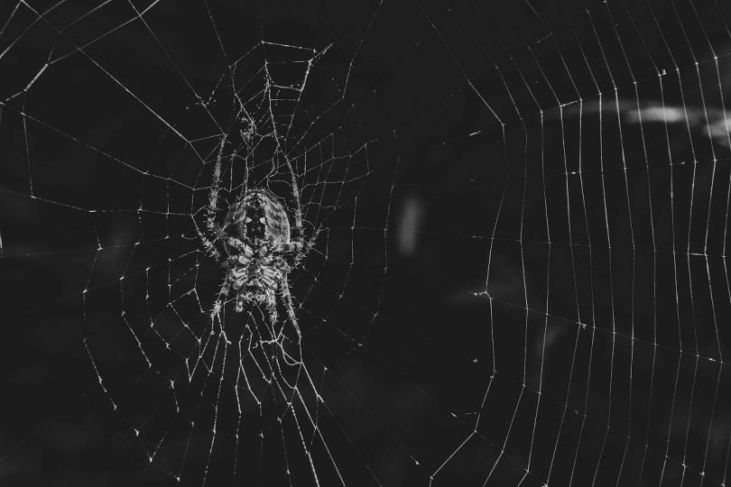 蜘蛛黑白昆虫和蜘蛛网