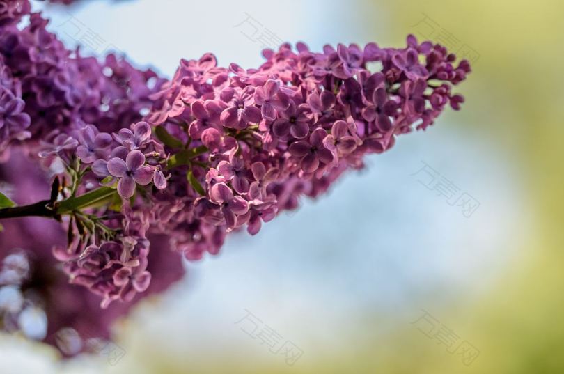 粉红色紫色和花色的花