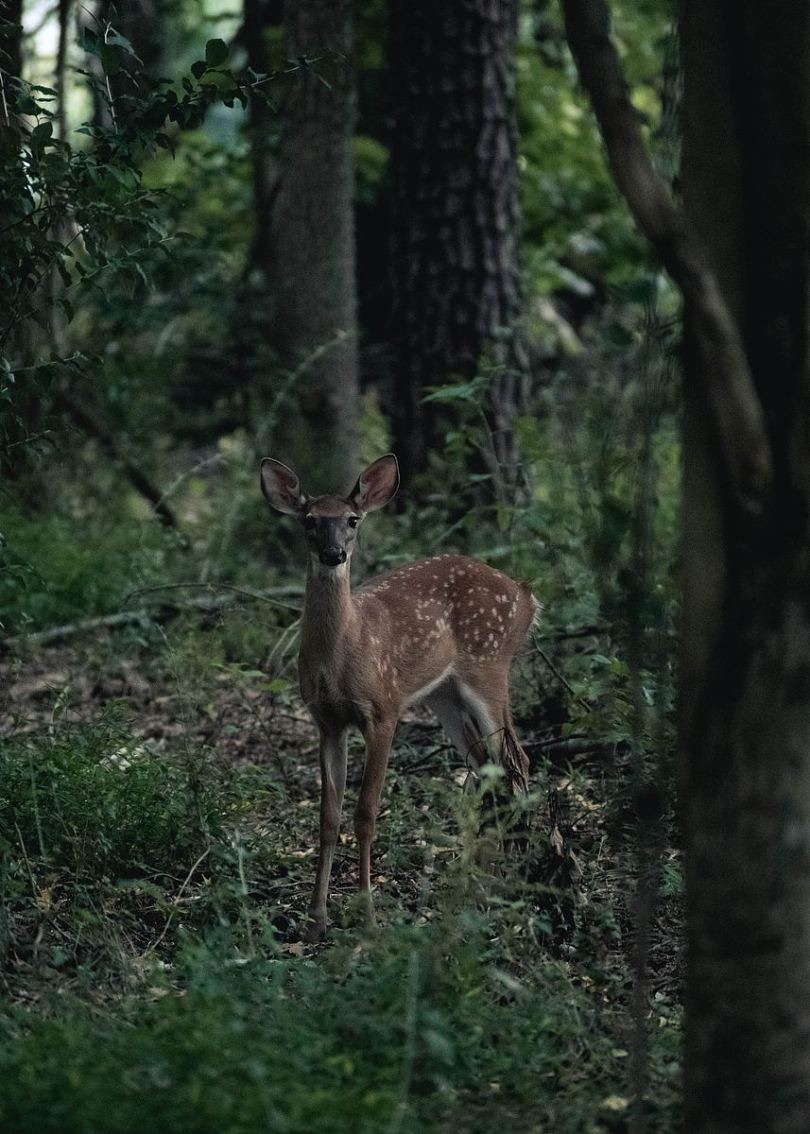 woodlice土鳖土鳖虫