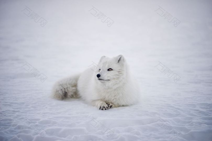 雪地上的白色小狐狸