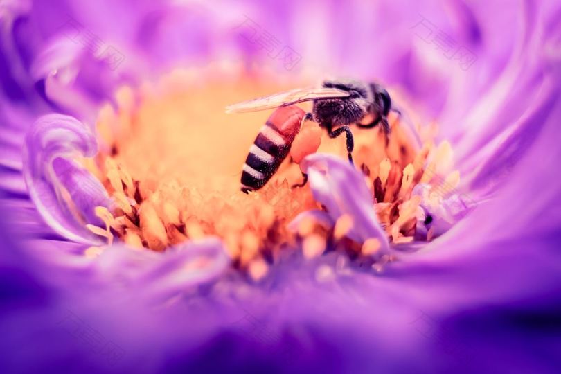 昆虫蜜蜂花粉和授粉剂