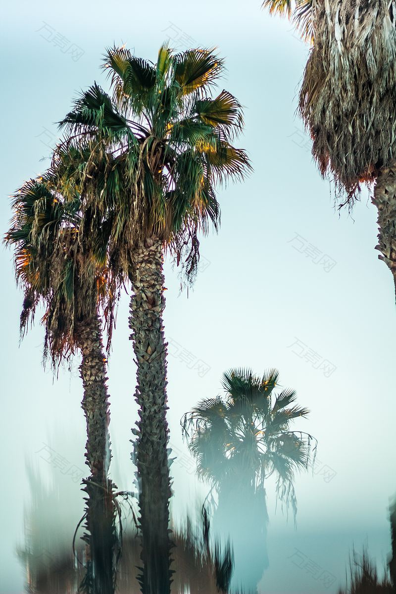 树天棕榈树和双曝光