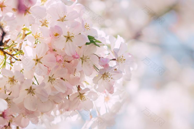淡粉色花